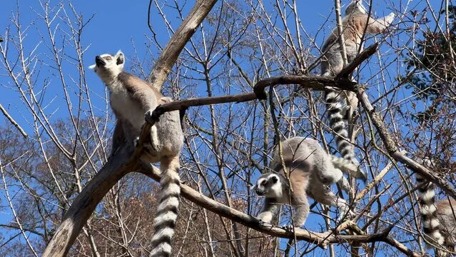 Ring-tailed lemur. Cute and funny lemurs against the blue sky. Stock video clip. 4K
