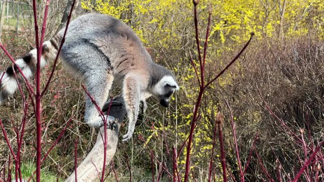 The cute and funny ring-tailed lemur. Stock video clip. 4K
