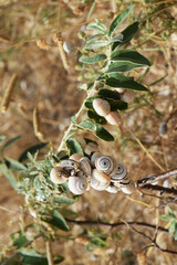 Petits escargots agglutinés sur des chardons.