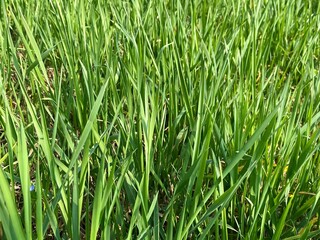green grass background, green nature background 