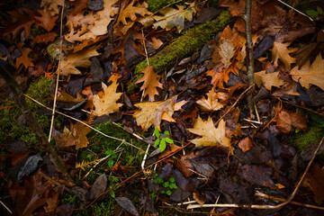 Fallen leaves on the ground. Gloomy background with damp forest ground and leaves