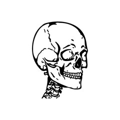 vector illustration of human skull head