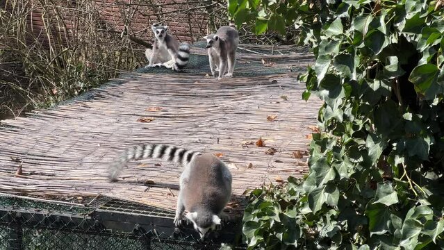 The cute and funny ring-tailed lemur. Stock video clip. 4K
