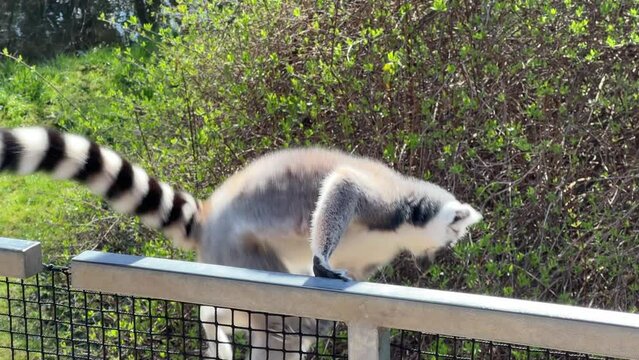The cute and funny ring-tailed lemur. Stock video clip. 4K
