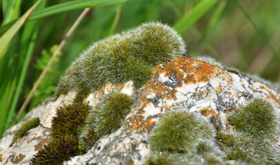 Moss of the Grimmiaceae family growing on a limestone rock