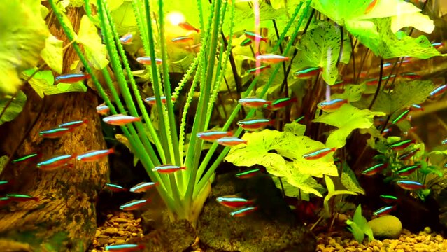 Fishes in an aquarium. Shooting of the underwater world.