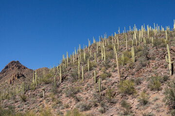 Saguaro cactus in Saguaro National Park, Arizona