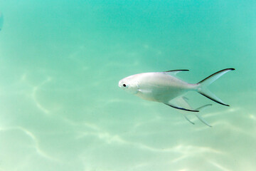 A photo of Carangoides  tropical fish