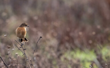 Stonechat