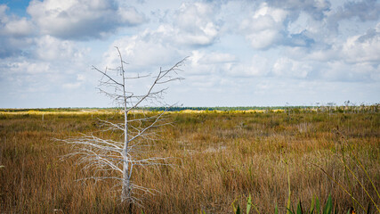 Obraz premium white tree in the Everglades
