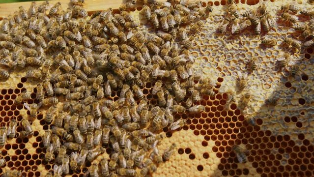 Hive frame with a honeycomb, working bees colony, capped honey and brood cells, handheld close-up shot. Honey farming and production concept.