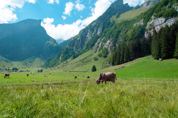 Fototapeta na wymiar Swiss cows in a pasture in the mountains.