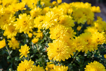 Fresh bright blooming yellow chrysanthemums bushes in autumn garden outside in sunny day. Flower background for greeting card, wallpaper, banner, header.