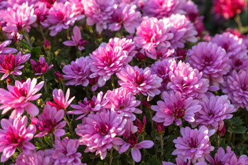 Fototapeta premium Fresh bright blooming pink chrysanthemums bushes in autumn garden outside in sunny day. Flower background for greeting card, wallpaper, banner, header.