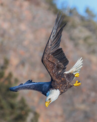 Bald Eagle diving in flight while fishing, Homer Alaska