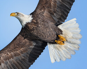 Close-up of Bald Eagle in flight, Homer Alaska, sky background