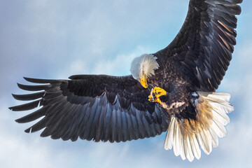 Bald Eagle, Homer Alaska, eating fish in md-flight, sky in background