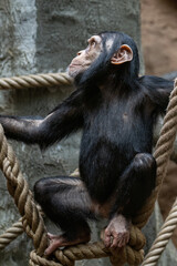 Baby chimpanzee between the ropes in the zoo.