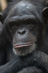 Adult old chimpanzee head portrait.