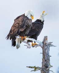 2 Bald Eagles, Homer Alaska, perched on dead tree, calling