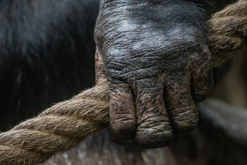 Close-up of an adult chimpanzee's hand holding a rope.