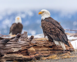 2 Bald Eagles, Homer Alaska perched on beach driftwood, mountain in background