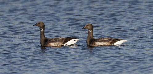 Brent goose 108