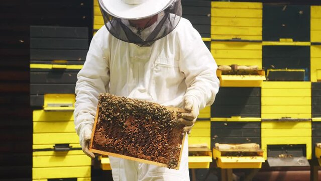 Beekeeper in full protective gear standing in front of beehive boxes, holding and inspecting a frame with comb and bees, medium shot.