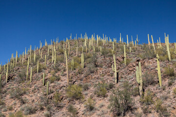 Saguaro cactus in Saguaro National Park, Arizona