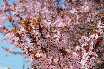 In garden bloomed red leaved pissardi plum, red cherry plum. Beautiful decorative tree with small pink flowers and leaves in spring, background
