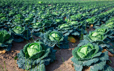 Rows of growing savoy cabbage on field at vegetable farm on a warm spring day