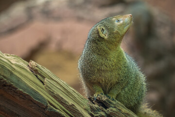 Common dwarf mongoose in detail. 
