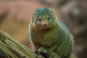 Common dwarf mongoose in detail. 