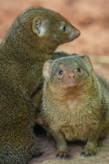 Common dwarf mongoose in detail. 