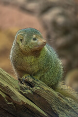Common dwarf mongoose in detail. 
