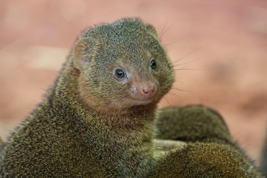 Common dwarf mongoose in detail. 