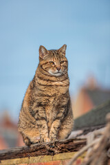 Lovely cat sitting on the roof of a house, sunny day, spring