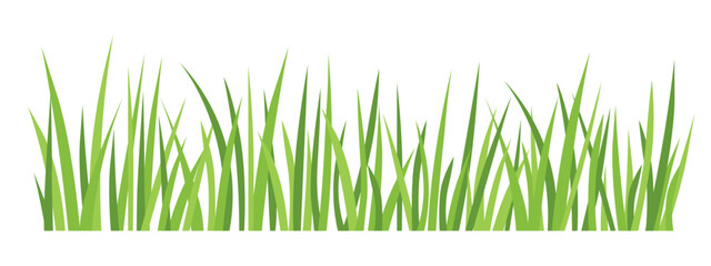 blades of green grass  - vector illustration