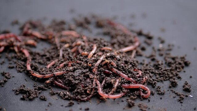 Close up Crawling Red Earthworms in Black Soil Isolated on Black Background. Slow motion. A group of wriggling earthworms in wet compost. Fishing worms. Red worms Dendrobaena. Loosening fertile soil.