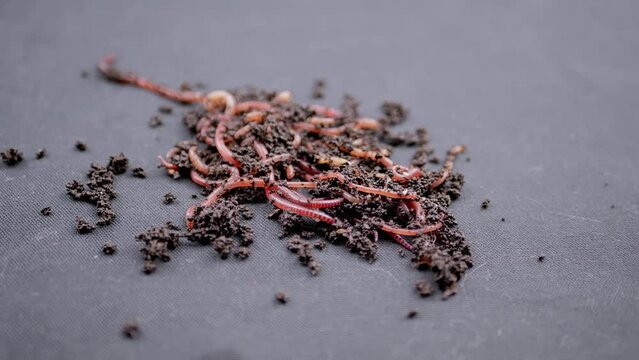 Close up Crawling Red Earthworms in Black Soil Isolated on Black Background. Slow motion. A group of wriggling earthworms in wet compost. Fishing worms. Red worms Dendrobaena. Loosening fertile soil.