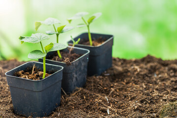 Young seedlings with dew drops under the rays of the sun. Season of preparation for spring planting. Macro, selective focus, blurred background. Space for text.