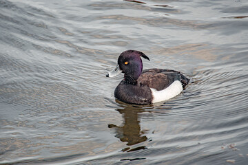 Fototapeta premium big black duck on the water