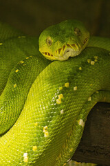 A tree snake rests on a branch.