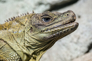 Portrait of a green lizard with a blue eye.