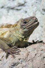 Portrait of a green lizard with a blue eye.