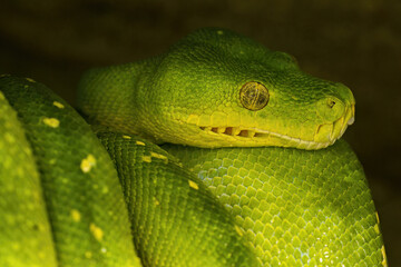 A tree snake rests on a branch.