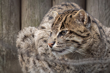 Portrait of a captive fishing cat.