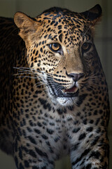 Portrait of a captive jaguar.