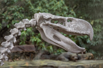 Skeleton of prehistoric bird in head detail.