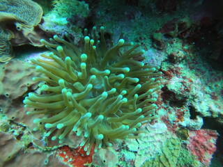 Naklejka na ściany i meble Green Sea Anemone 